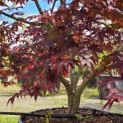 Acer palmatum 'Fireglow' - 5