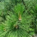 Pinus nigra subsp. Nigra - Afbeelding 5