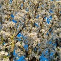 Prunus Umineko - Foto 5