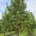 Sequoiadendron giganteum 'Glaucum' - 4