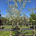 Malus domestica 'Jonagold' - 4