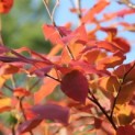 Amelanchier arborea 'Robin Hill' - 1