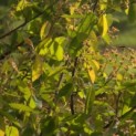 Amelanchier arborea 'Robin Hill' - 2