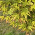 Acer palmatum - 3