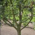 Carpinus betulus - 4