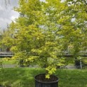 Acer palmatum - Foto 4