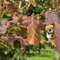 Parrotia persica - Foto 3