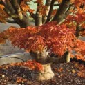 Acer palmatum 'Shishigashira' - 2