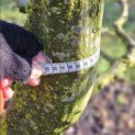 Carpinus betulus - Foto 7