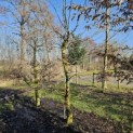Carpinus betulus - Foto 3