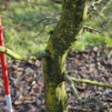 Carpinus betulus - Foto 5
