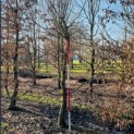 Carpinus betulus - Foto 6