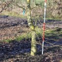 Carpinus betulus - Foto 4