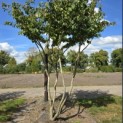 Parrotia persica - 3