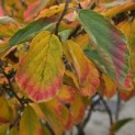 Hamamelis Mollis - 3