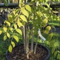 Decaisnea Fargesii - Foto 2