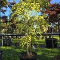 Decaisnea Fargesii - Foto 1