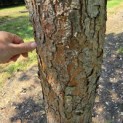 Pinus sylvestris - 4