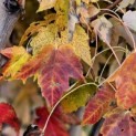 Acer rubrum 'Red Sunset' - 1