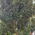 Elaeagnus ebbingei 'Compacta' - 1