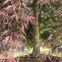 Acer palmatum 'Garnet' - Foto 8