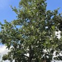 Quercus Ithaburensis 'Hemelrijk Silver. - 2