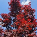 Acer palmatum 'Bloodgood' - 1
