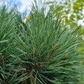Pinus sylvestris 'Watereri' - Foto 3