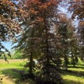 Fagus sylvatica 'Atropunicea' - mei 2026