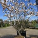 Magnolia soulangeana 'Manchu Fan' - 6