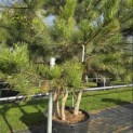 Pinus nigra 'Nigra' - 2