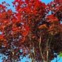 Acer palmatum 'Fireglow' - Afbeelding 3