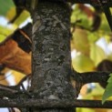 Platanus hispanica - 2