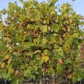 Platanus hispanica - scherm herfstblad nov 2025