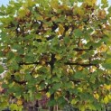 Platanus hispanica - november 2025