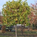 Platanus hispanica - 3