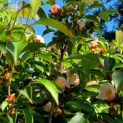 Stewartia Rostrata