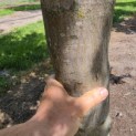 Acer palmatum - Foto 4