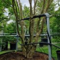 Magnolia liliiflora 'Nigra' - meerstammig