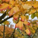Parrotia persica - 2