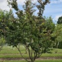Parrotia persica - 8
