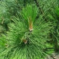 Pinus nigra - Foto 5