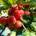 Malus 'Red Sentinel' - 1