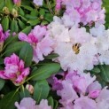 Rhododendron Yakushimanum 'Silberwolke' - Foto 4