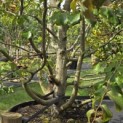 Parrotia persica - 4