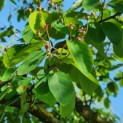 Amelanchier lamarckii - Afbeelding 4