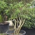 Osmanthus x Burkwoodii - 4