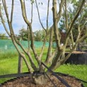 Cornus kousa 'Milky Way' - Foto 4