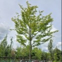 Gleditsia triacanthos 'Sunburst' - Foto 3