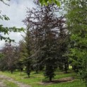 Fagus sylvatica 'Atropunicea' - 2
